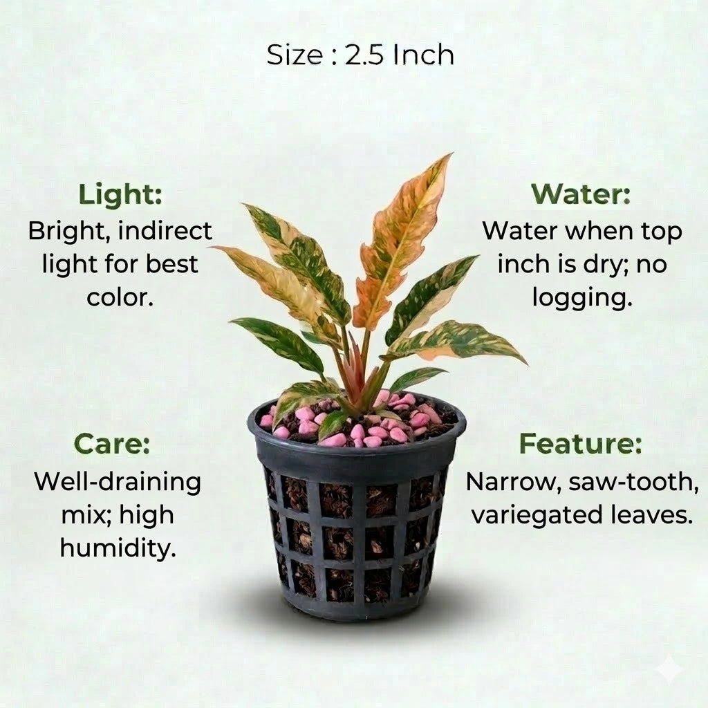 A plant in black net pot on a white background with certain details