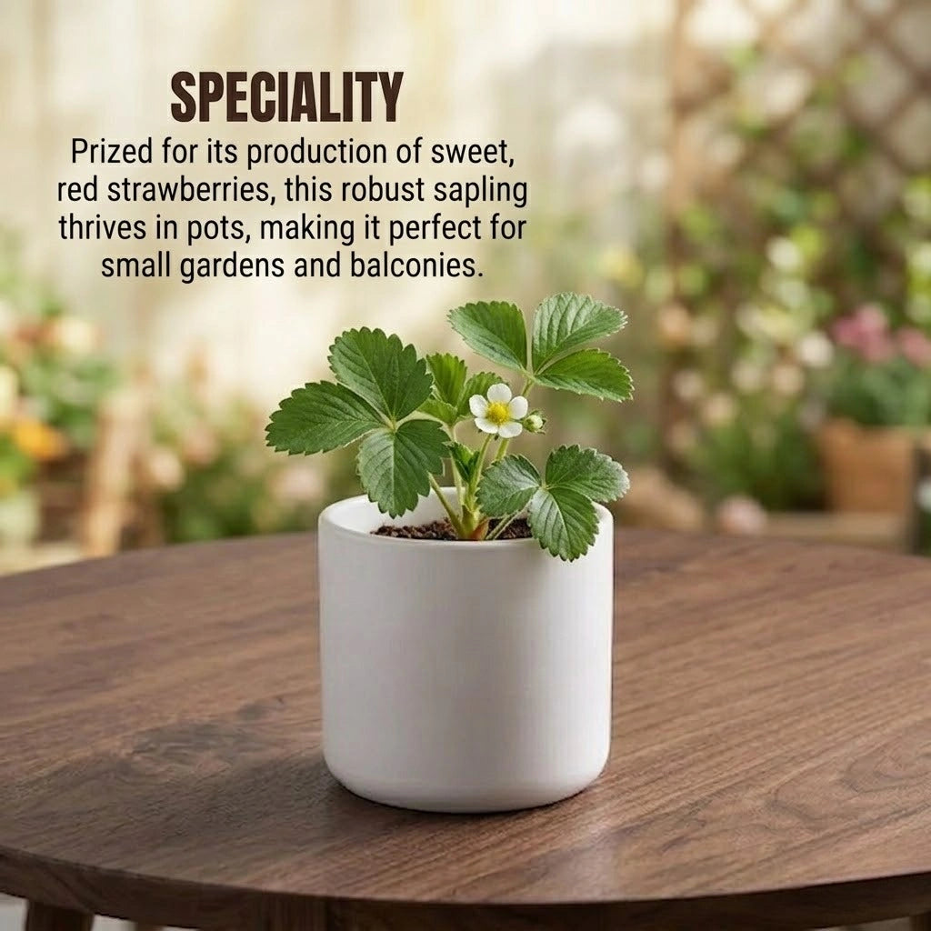 Strawberries Plant Sapling (1pc)