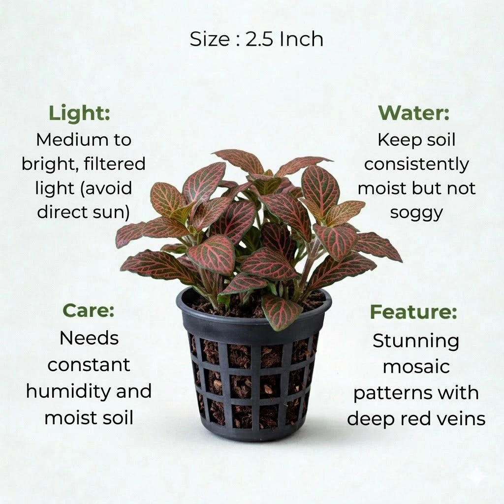 A plant in black net pot on a white background with certain details