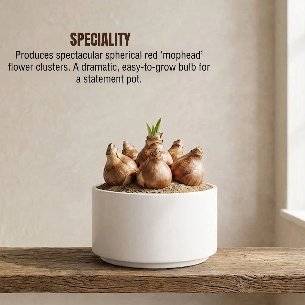Football Lily Bulb(1pc)