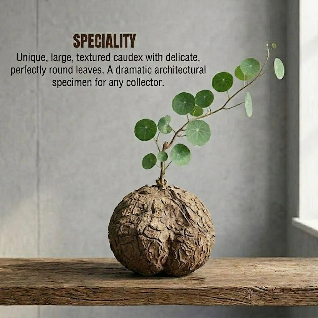 Stephania Erecta Big Bulb 300gm (1pc)