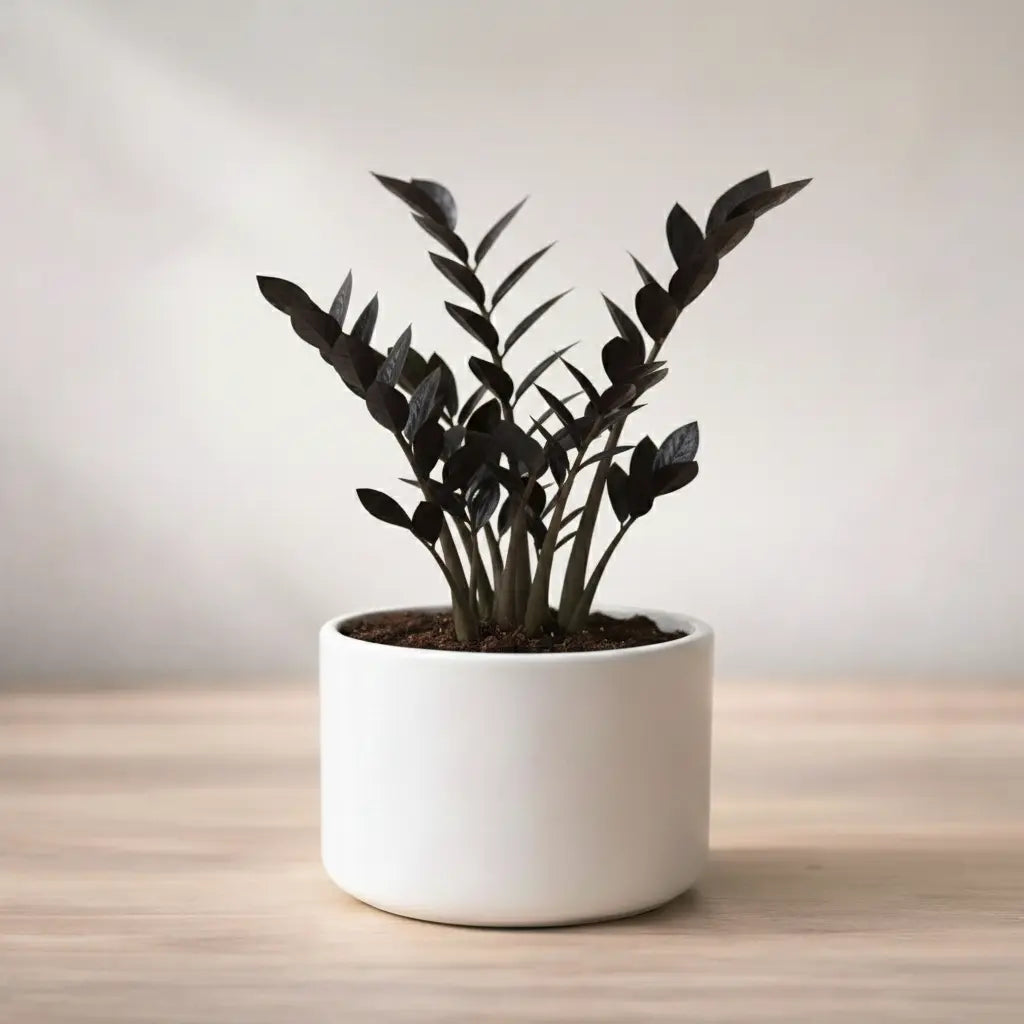 Potted plant with dark leaves on a light wooden surface with a neutral background