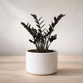 Rare Black ZZ Plant Sapling (1pc)