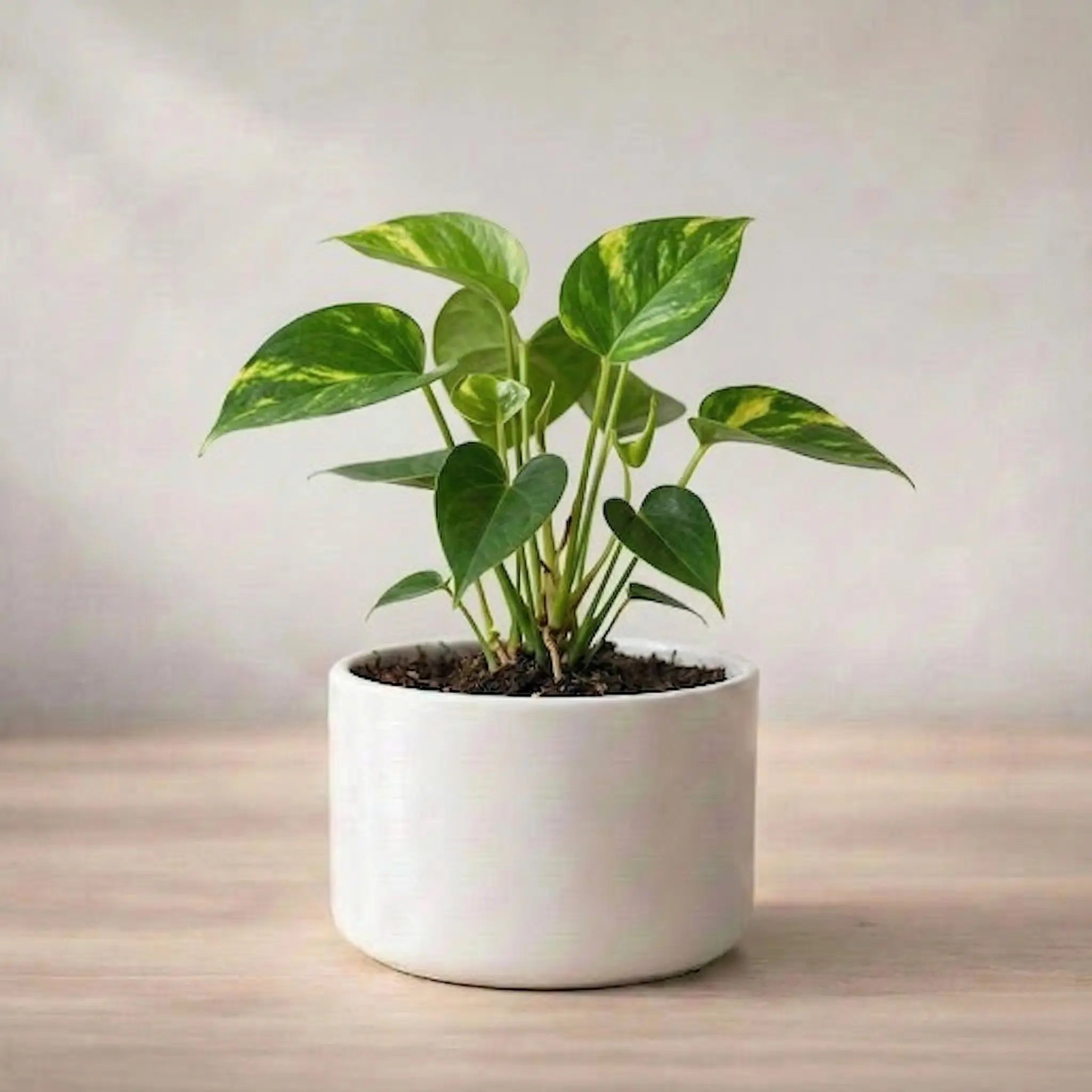 Potted plant on a wooden surface with a neutral background