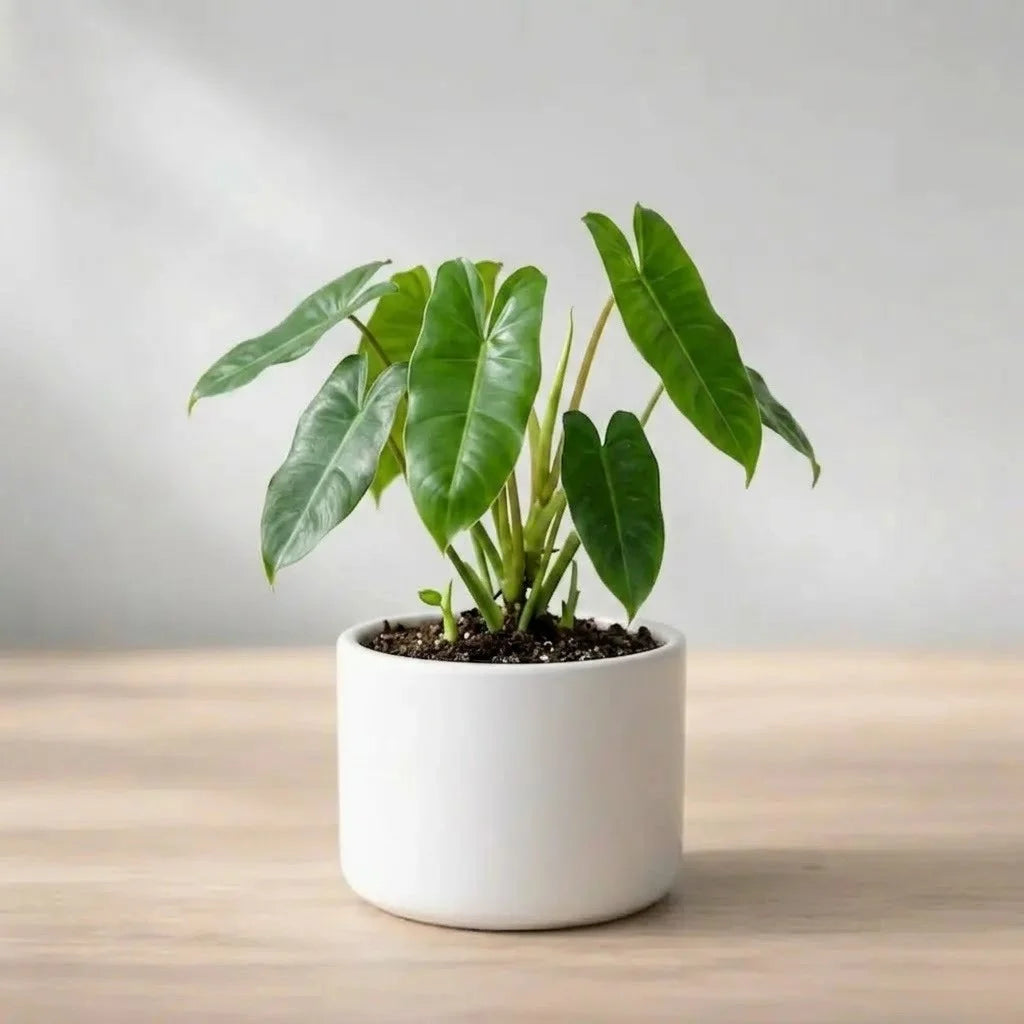 Philodendron Burle Marx Plant Sapling (1Pc)