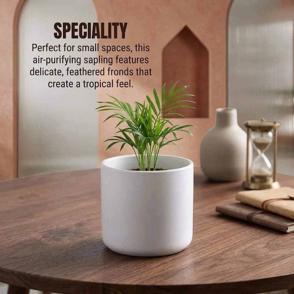 areca palm in marathi Buy Areca Palm Saplings | Only Rs.79/-