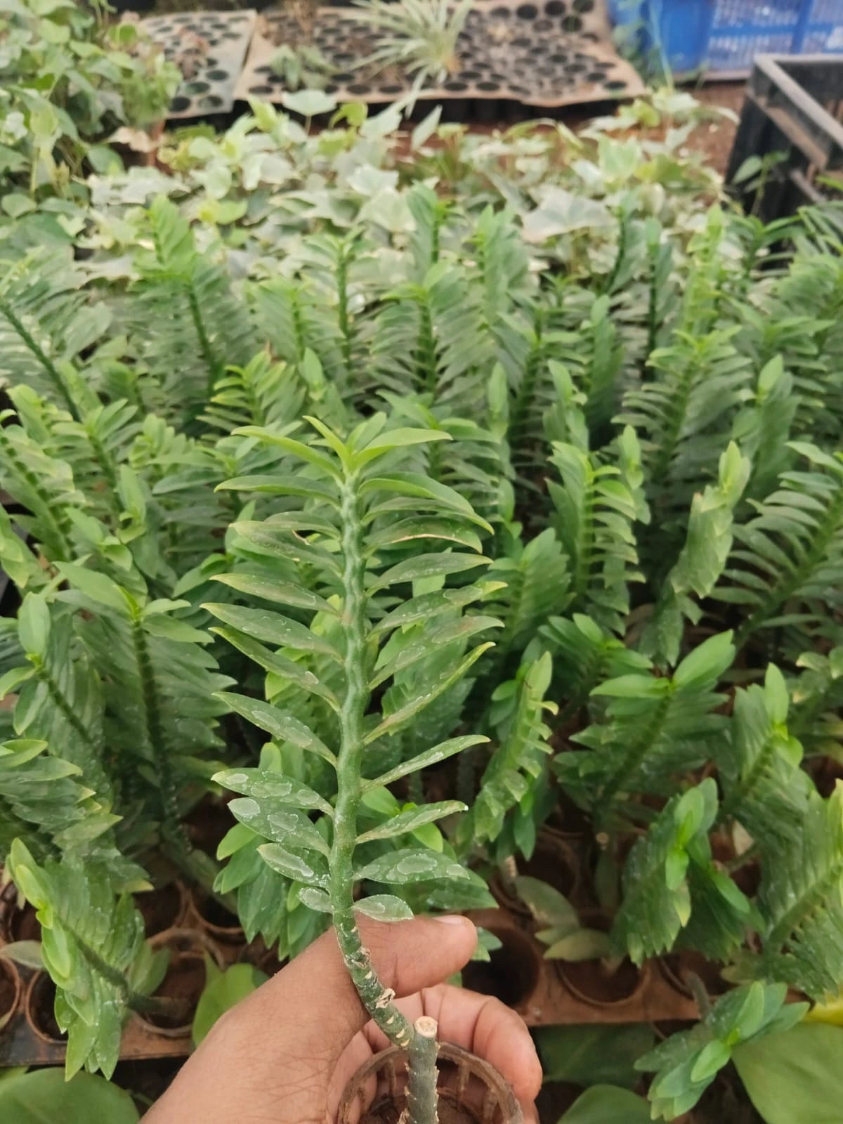 Pedilanthus Jurassic Park Plant Sapling(1Pc)