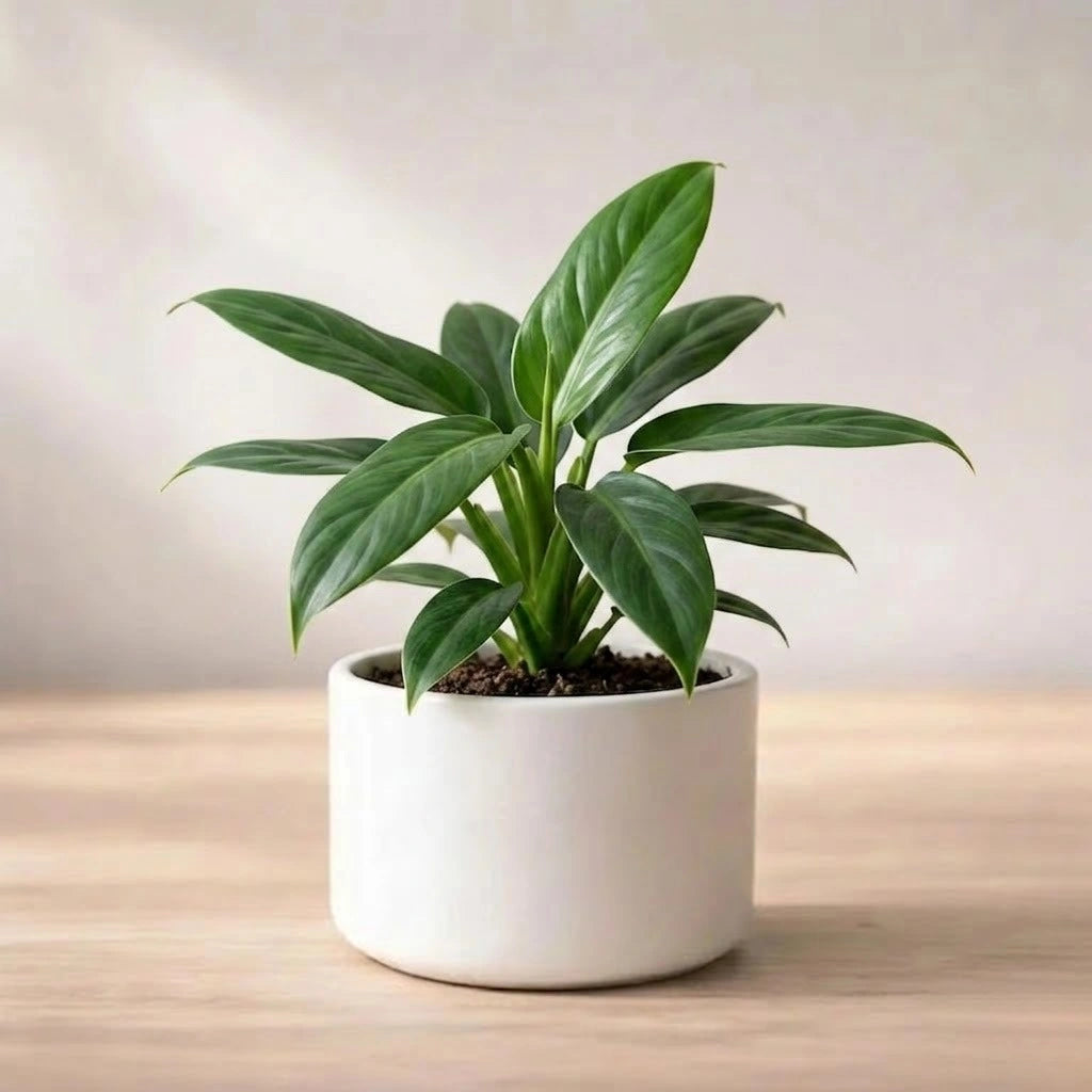 Philodendron Wendlandii Plant Sapling (1pc)