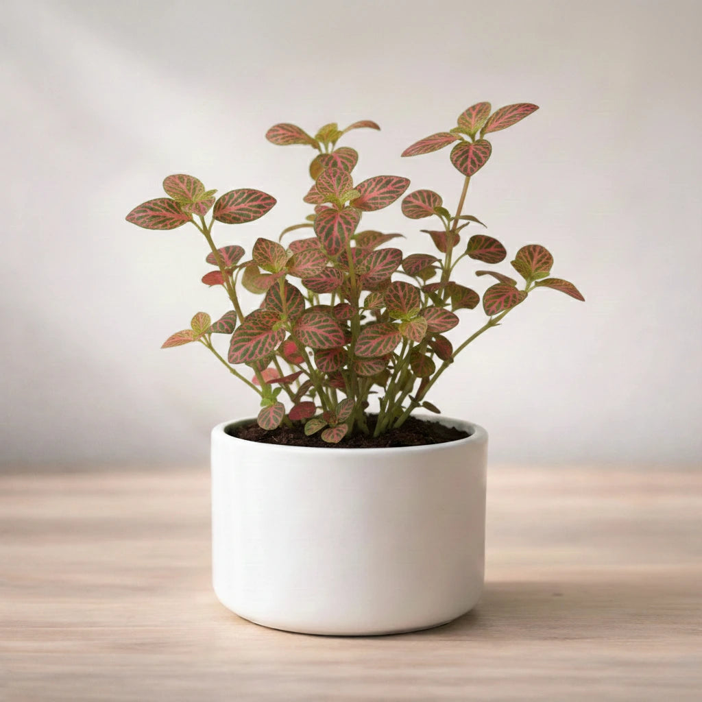 Potted plant with red and green leaves on a wooden surface with a light background