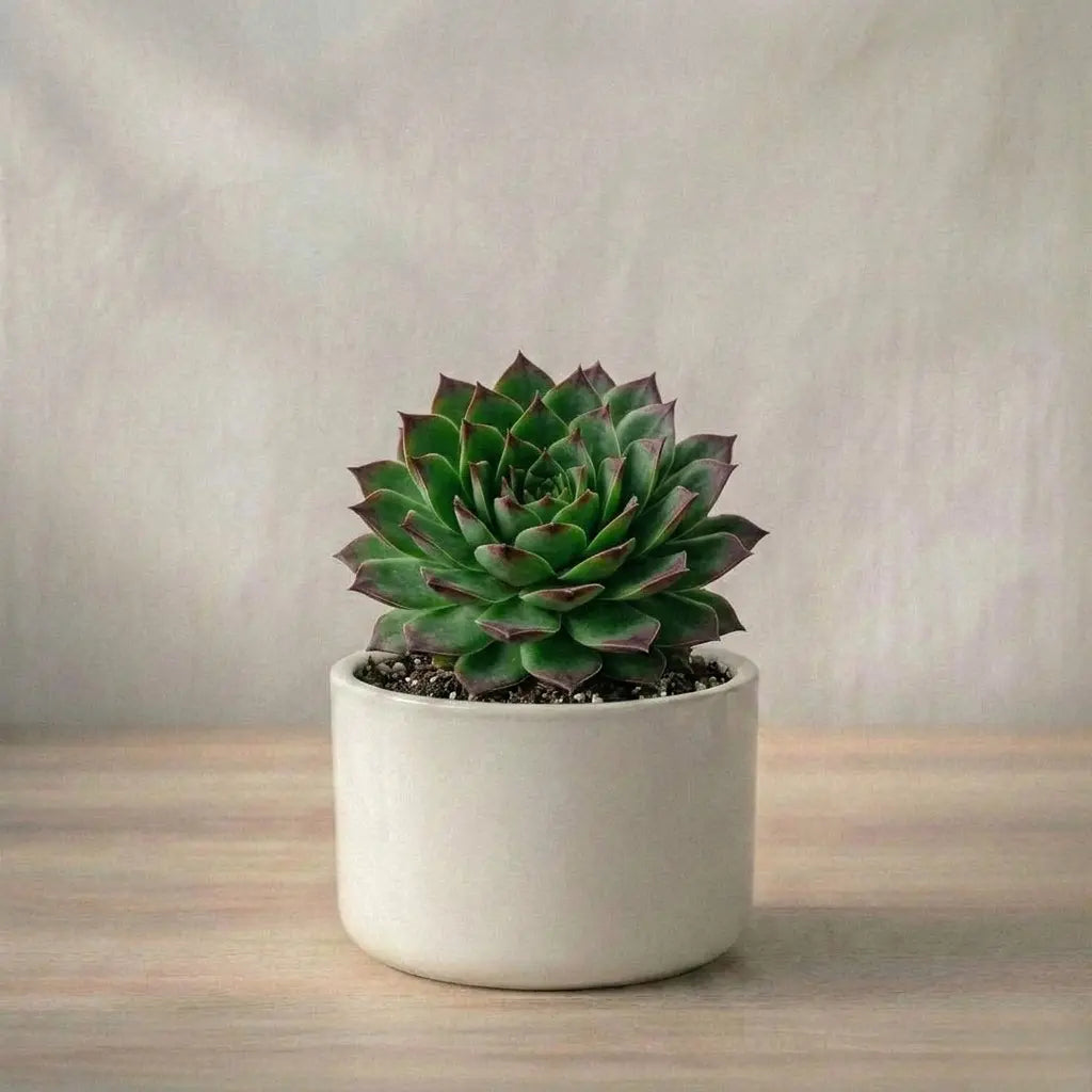 Potted succulent plant on a wooden surface with a neutral background