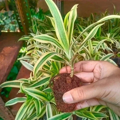 Song Of India Plant Sapling (1pc)