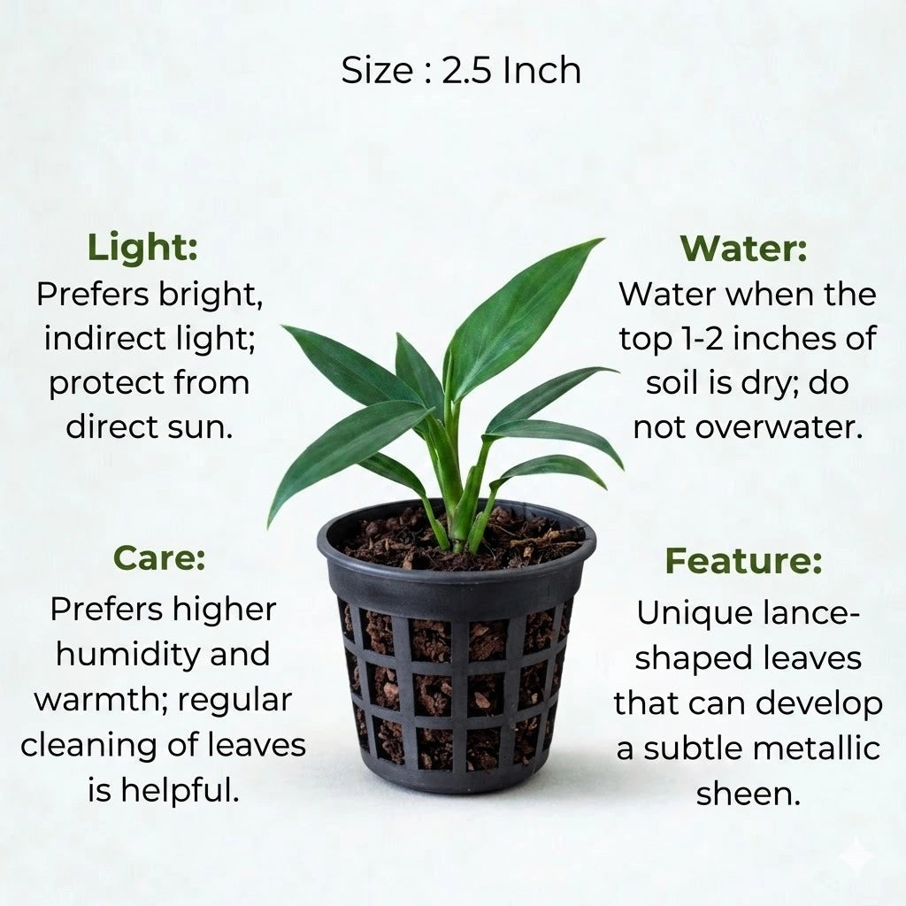 philodendron wendlandii care Buy Philodendron Wendlandii Plant Sapling (1pc) | Only Rs.79/-
