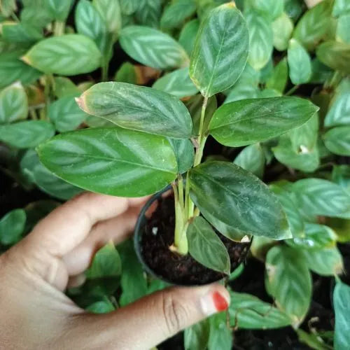 Calathea Burle Marx Prayer Plant Sapling (1pc)