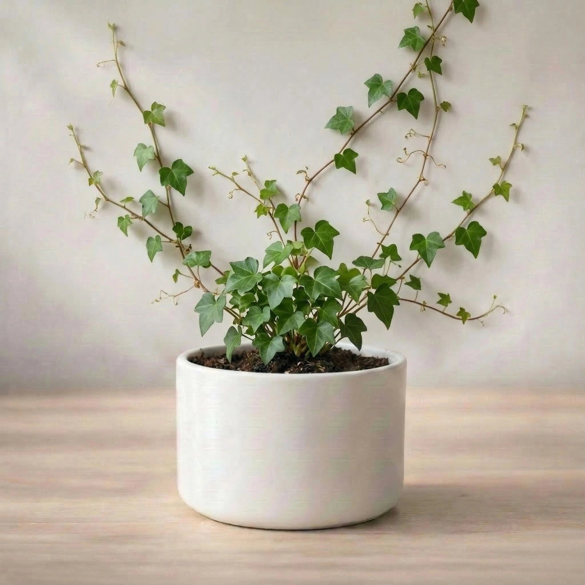 Potted plant on a wooden surface with a neutral background