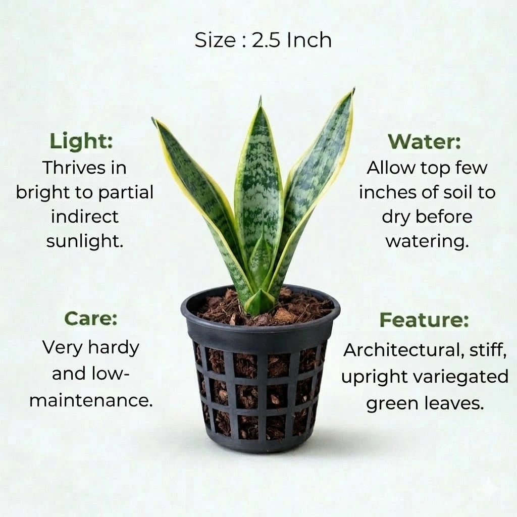 snake plant hindi name Buy Snake Plant Sapling (1pc) | Only Rs.109/-