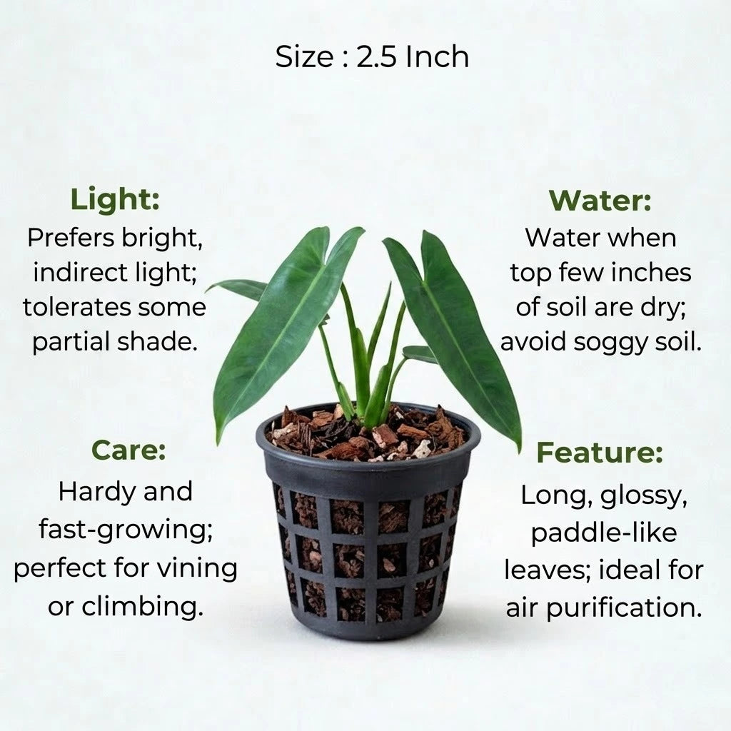 Philodendron Burle Marx Plant Sapling (1Pc)