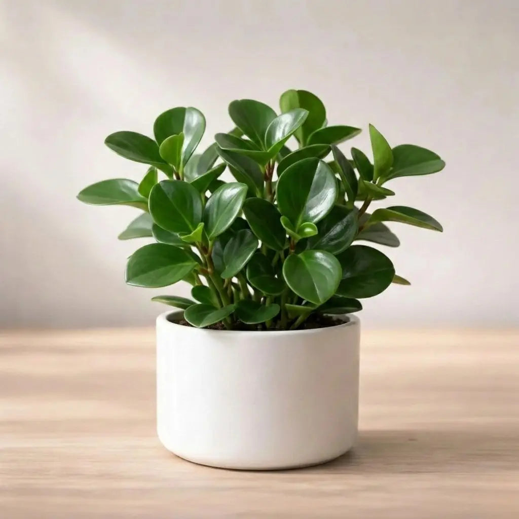 Potted plant on a wooden surface with a neutral background