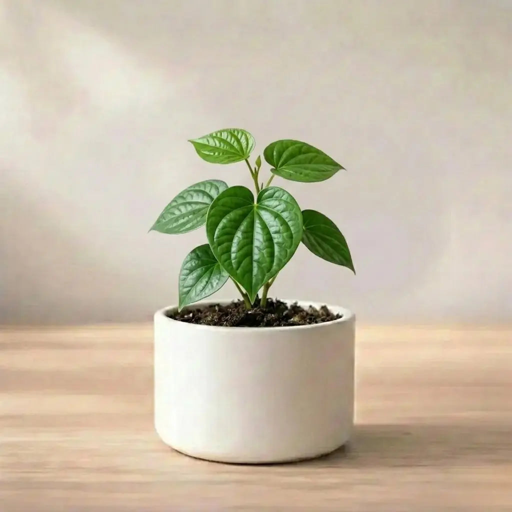 Potted plant on a wooden surface with a neutral background