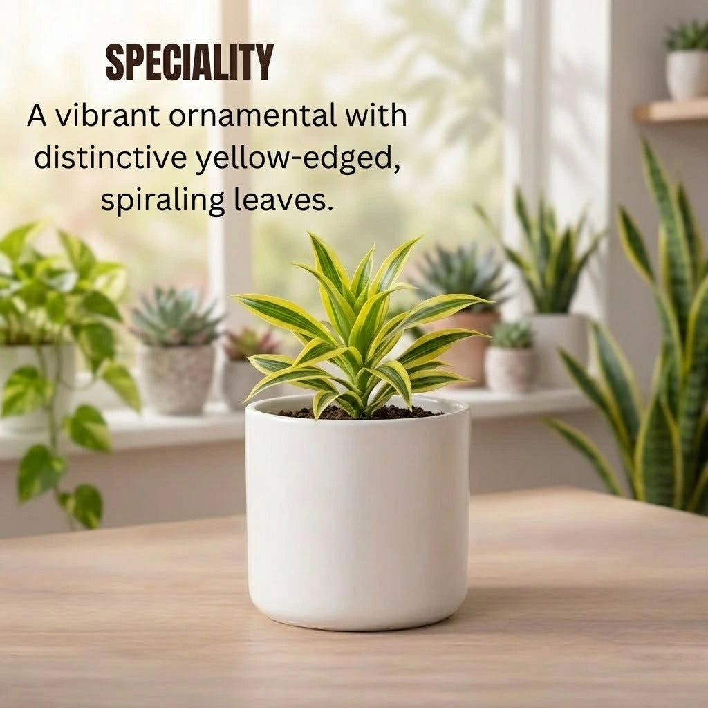 Song Of India Plant Sapling (1pc)