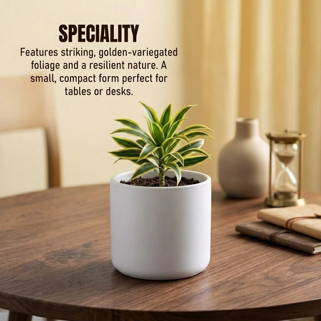 potted plants for sale in jamaica Buy Song of Jamaica Plant Sapling (1Pc) | Only Rs.89/-