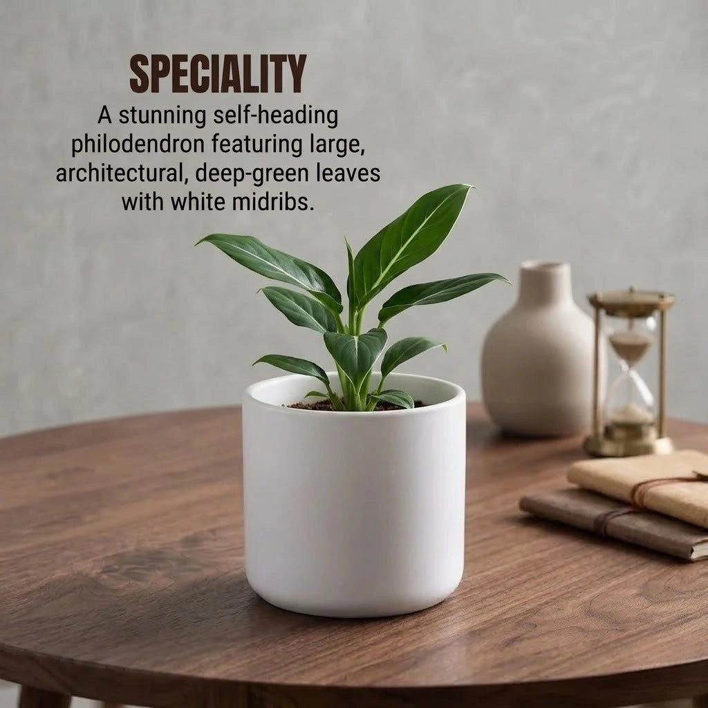 Philodendron Wendlandii Plant Sapling (1pc)