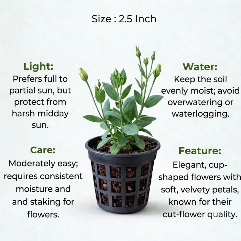 Lisianthus Plant Sapling (1pc)
