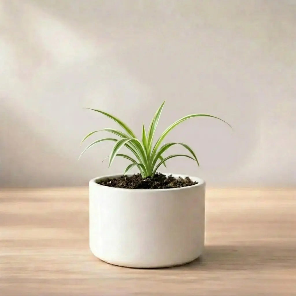 Small potted plant on a wooden surface with a neutral background
