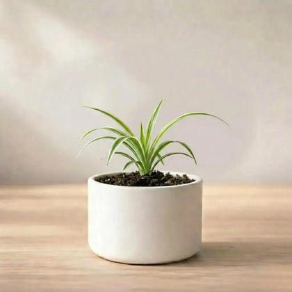 Spider Plant Sapling (1pc)