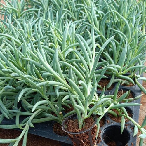 String of Bananas Plant Sapling (1pc)