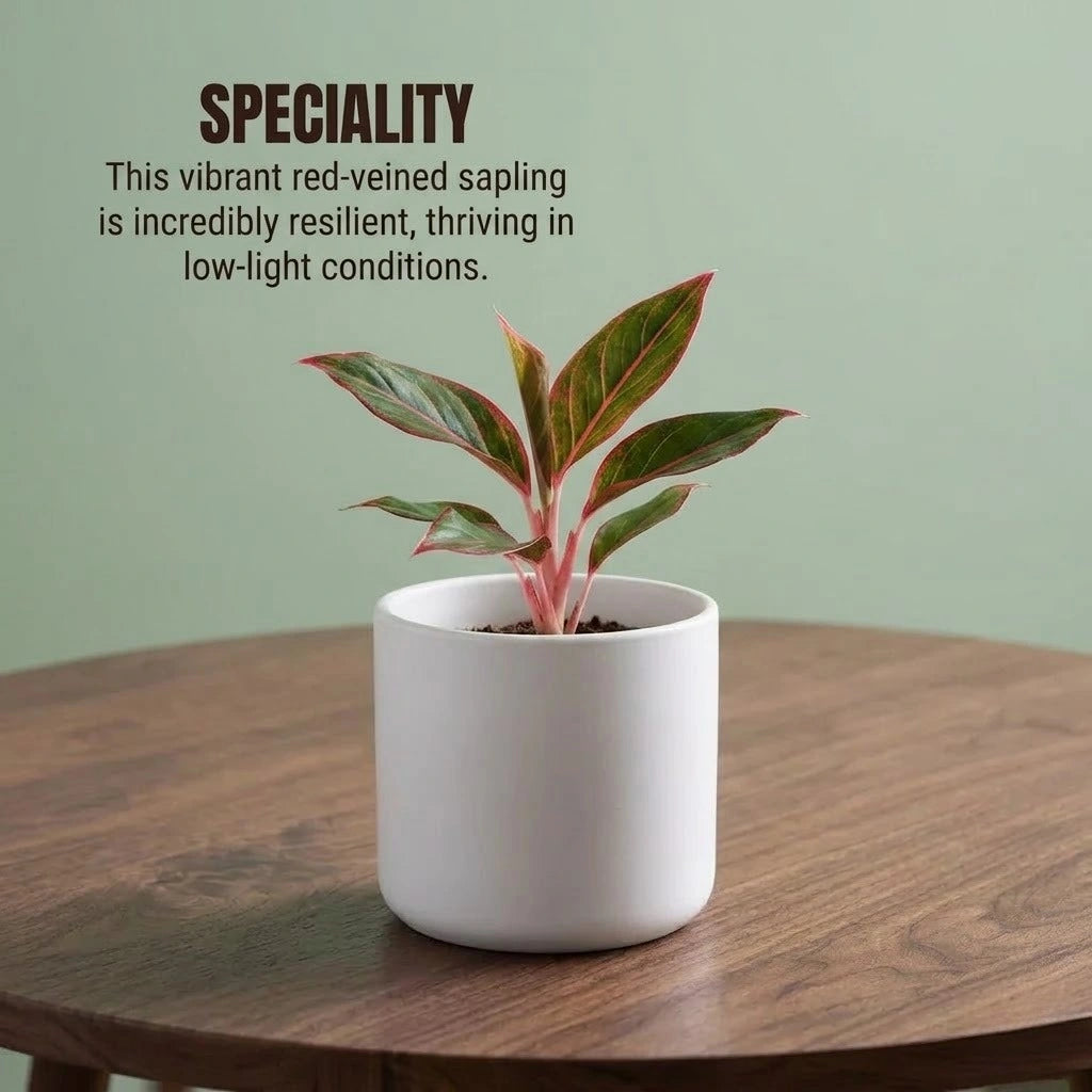 Aglaonema Lipstick Plant Sapling (1pc)