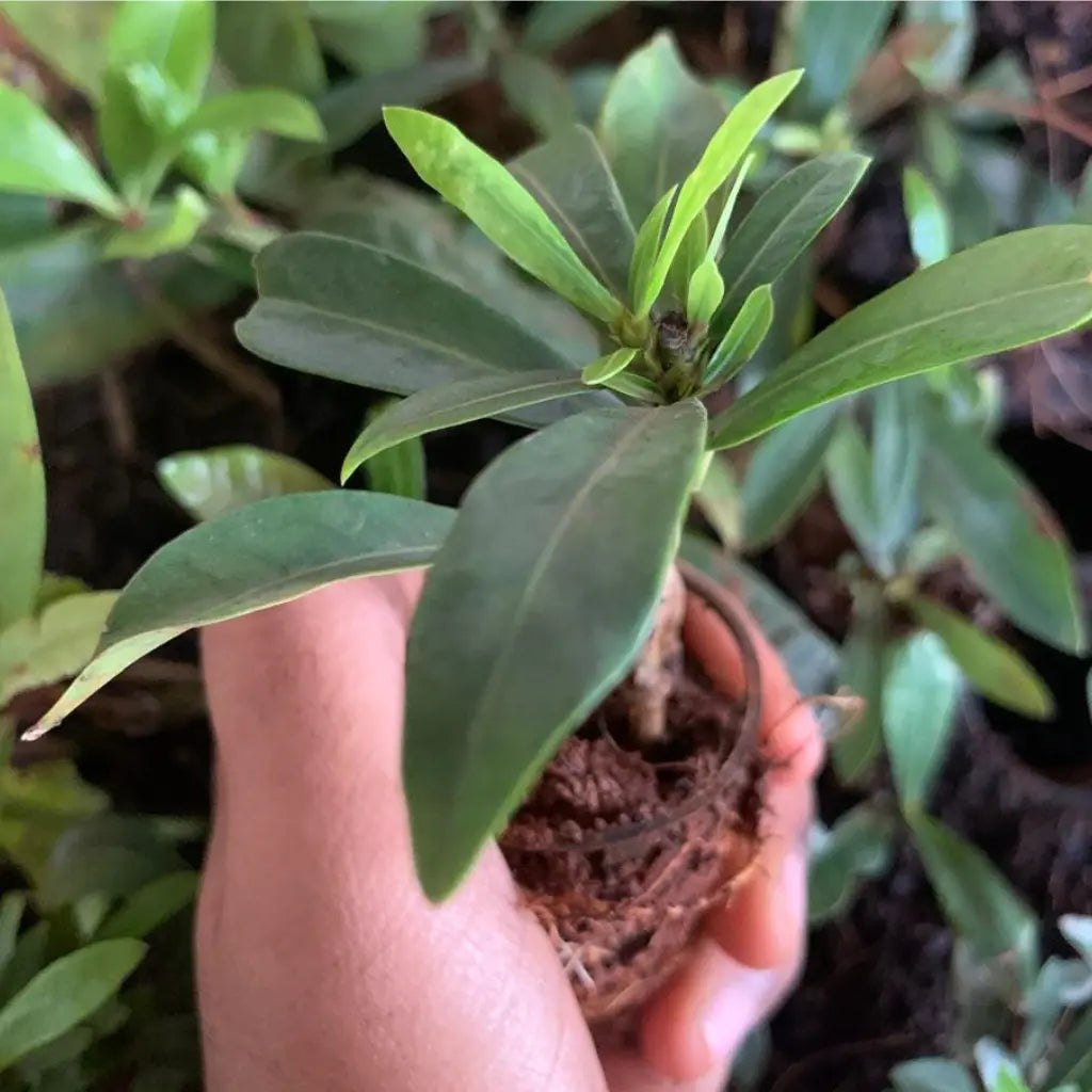 Hand holding a small potted plant with green leaves against a background of other plants.