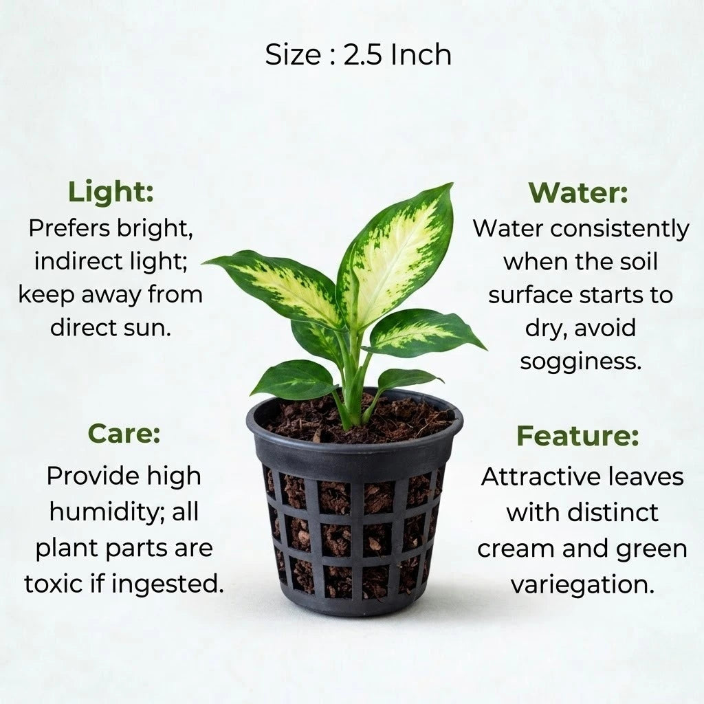 dieffenbachia plant in hindi Buy Dieffenbachia Camille Plant Sapling (1pc)