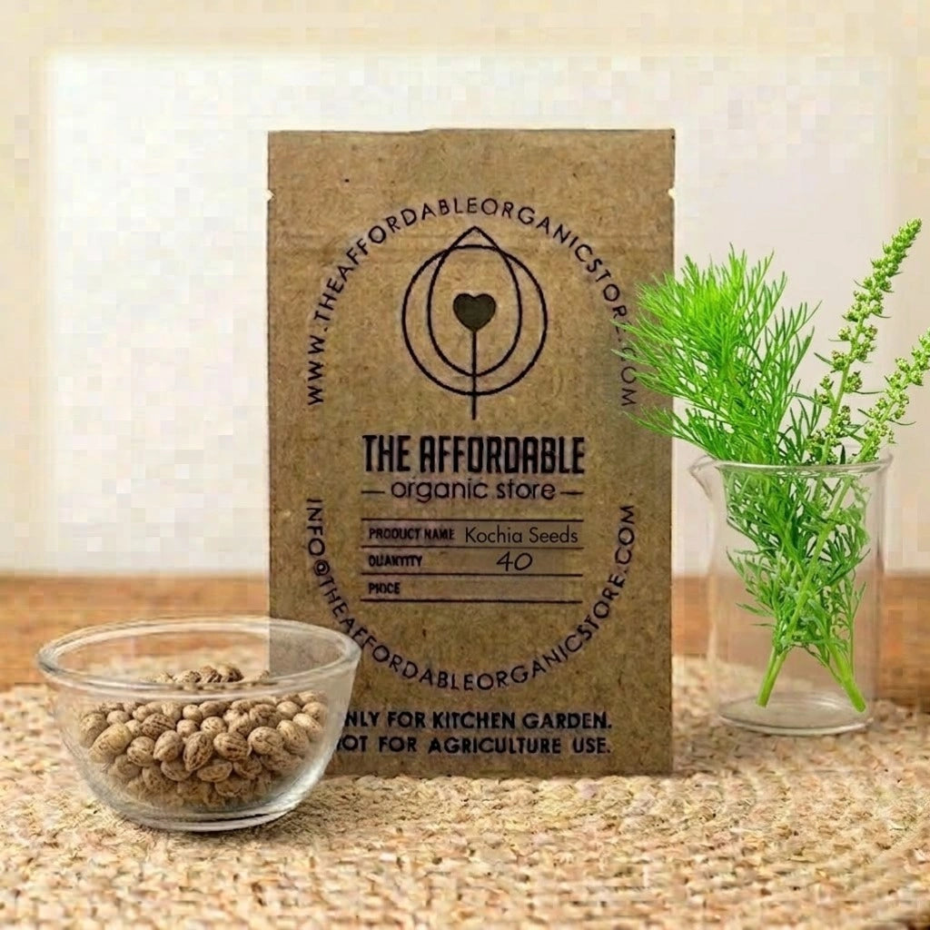 Kochia Seeds (40 seeds)