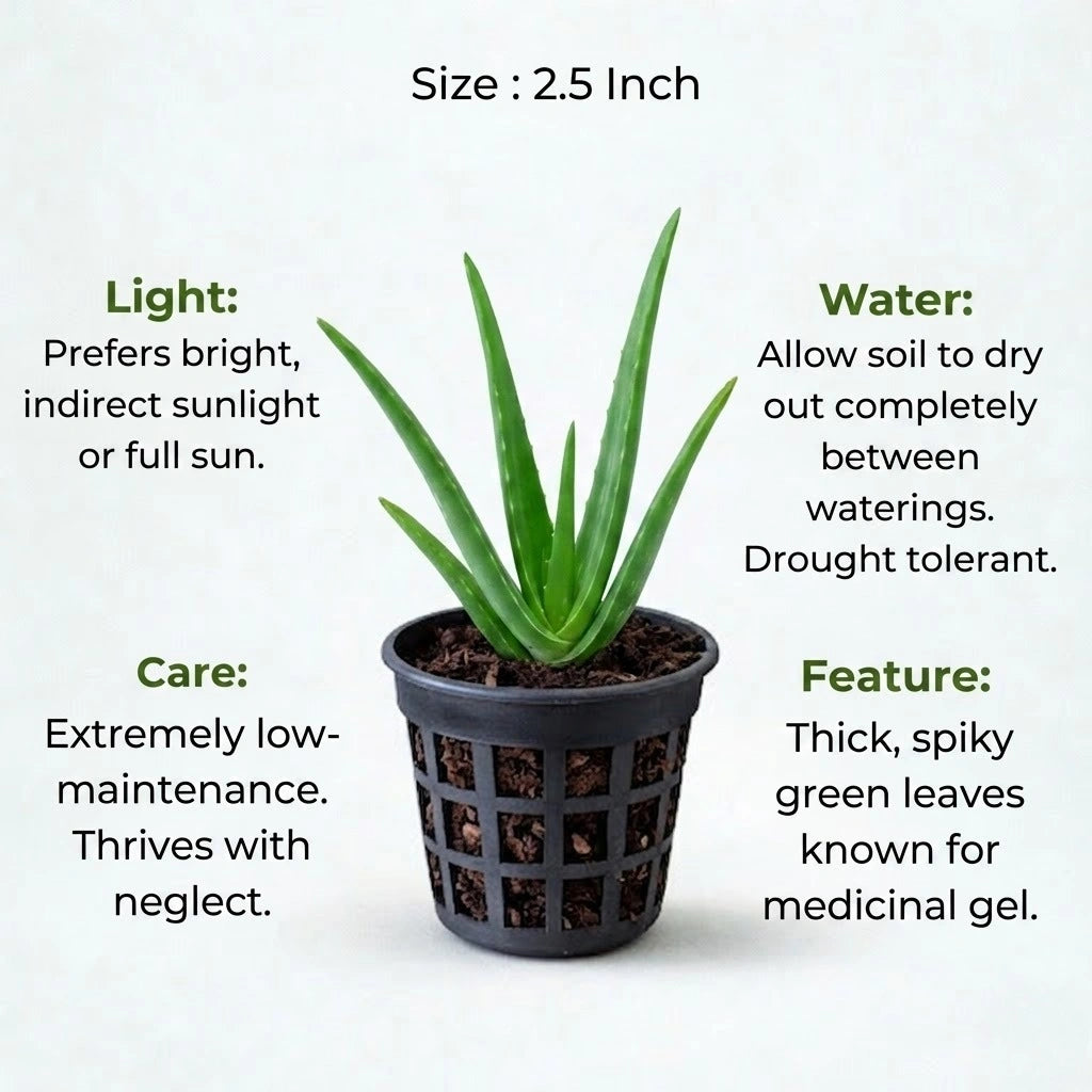 organic aloe vera plant for sale Buy Aloe Vera Plant Sapling (1pc) | Only Rs.89/-