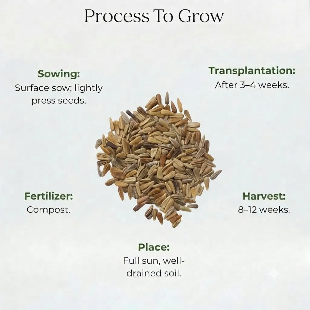 Aster Mixed Seeds (10 Seeds)