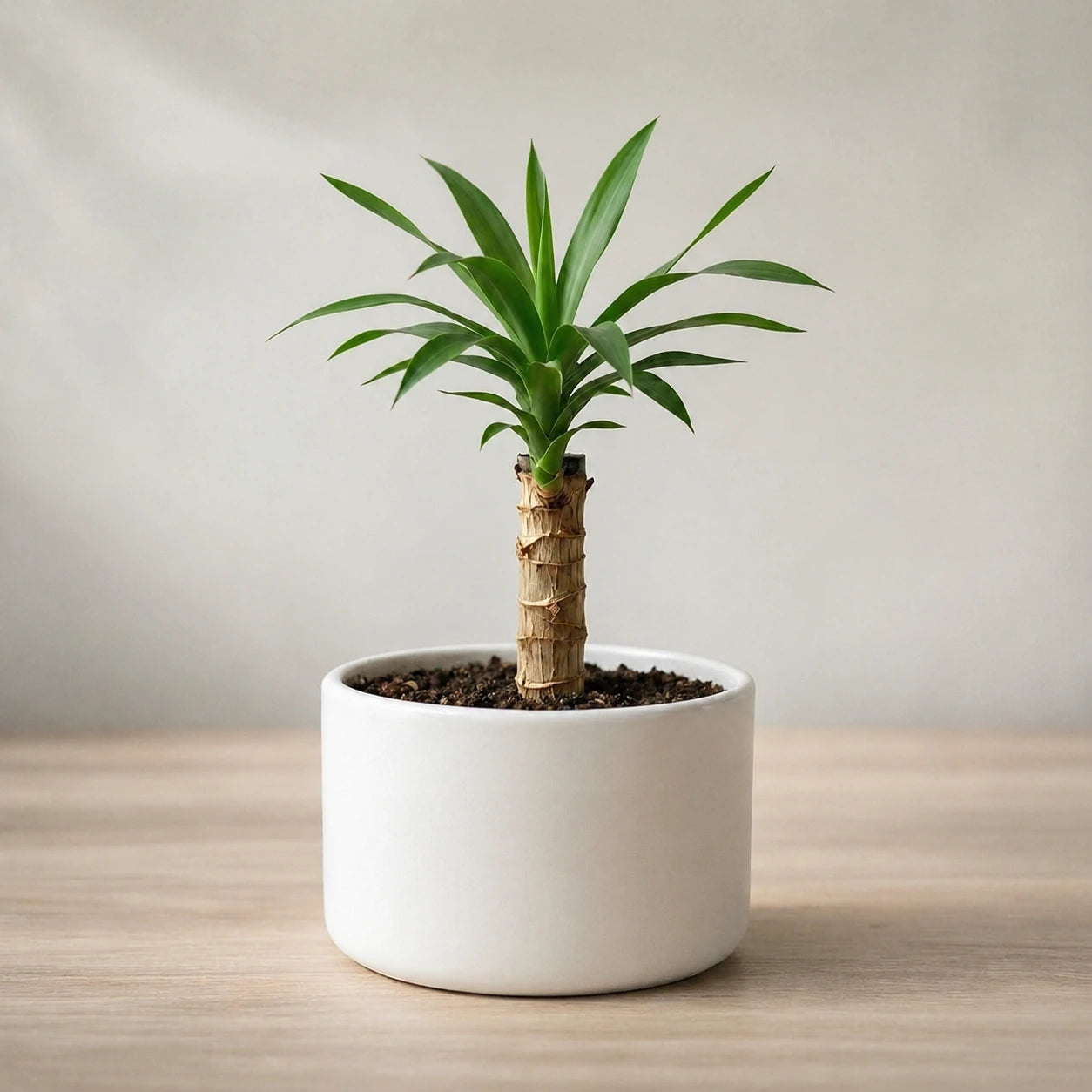 Brazilian Lucky Wood Plant (1pc)