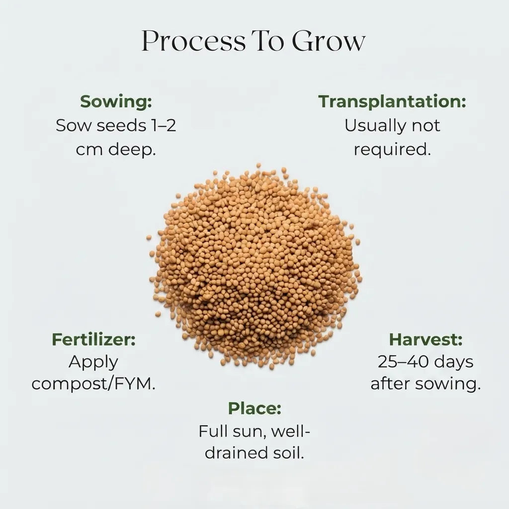 Amaranth (Thotakura) Seeds (10 Seeds)