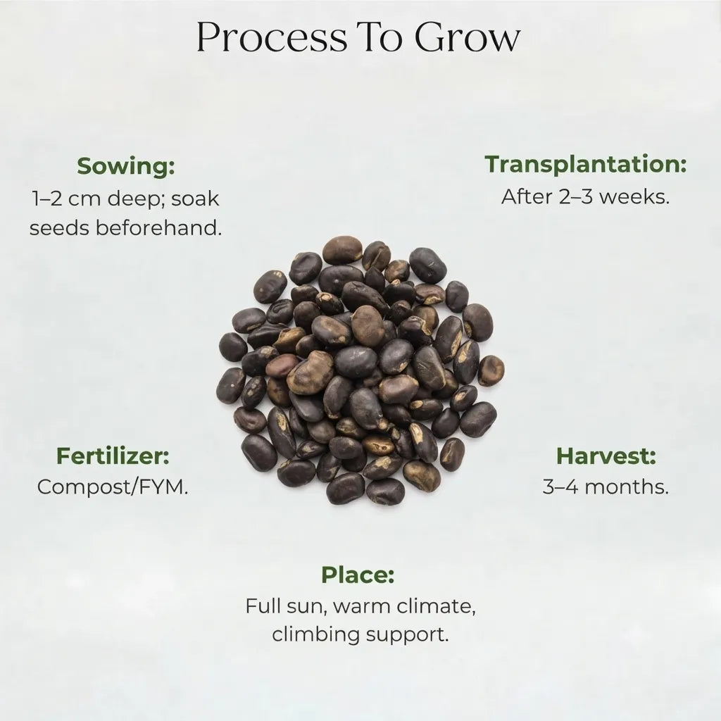 Aparajita Blue Pea Seeds (5 Seeds)