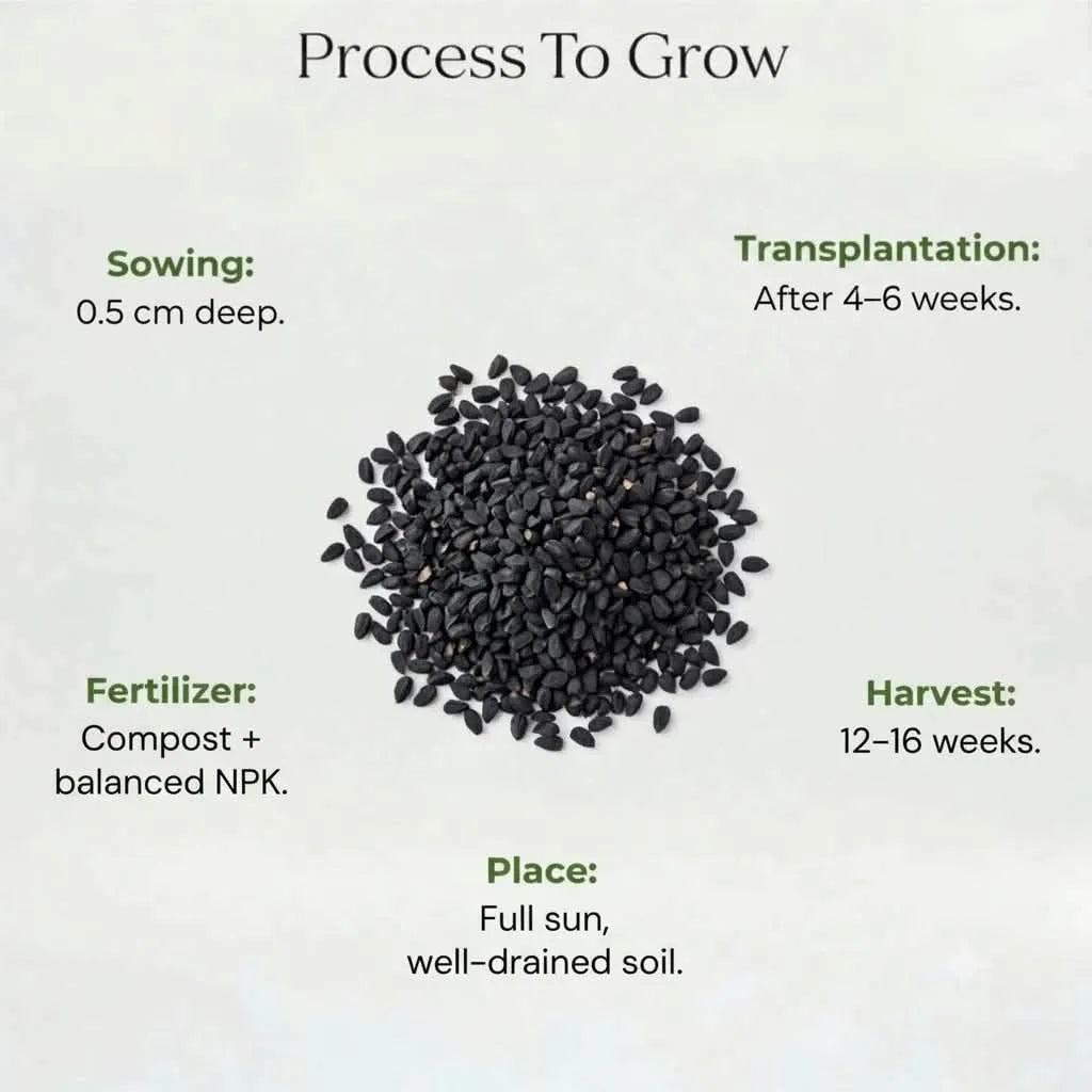 Carnation Seeds (20 seeds)