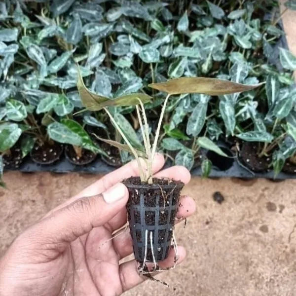 A hand holding an Alocasia Pola Small Leaf Plant Sapling in a net pot with several saplings in background