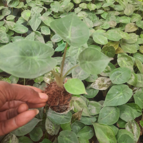 This is an image of a hand holding Alocasia Wenti Plant Sapling with similar saplings in the background.