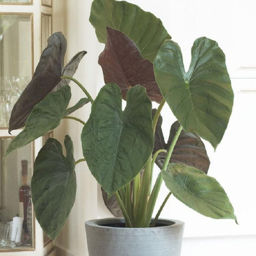 This is an image of Alocasia Wenti Plant planted in a white color pot kept against light color background.