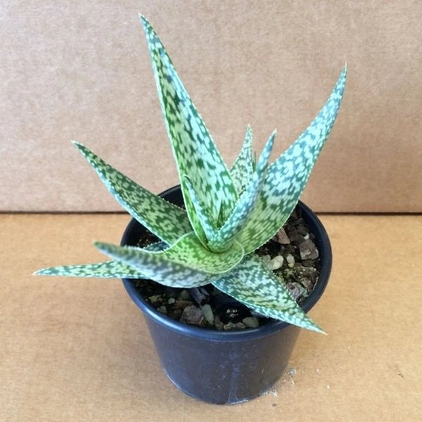 The fresh Aloe White Succulent Plant in a dark blue pot with several marbles inside it with cream tiles as a background.
