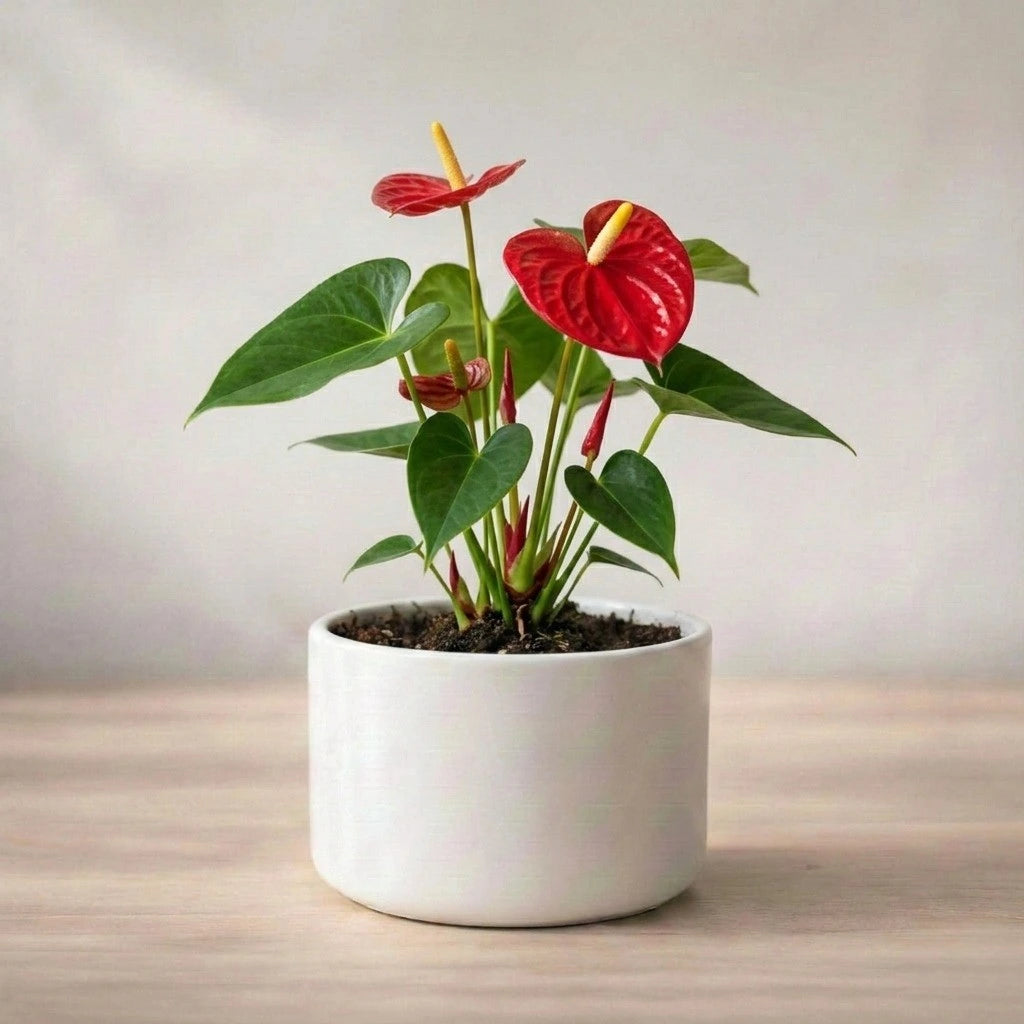 Potted Anthurium plant with red flowers on a wooden surface