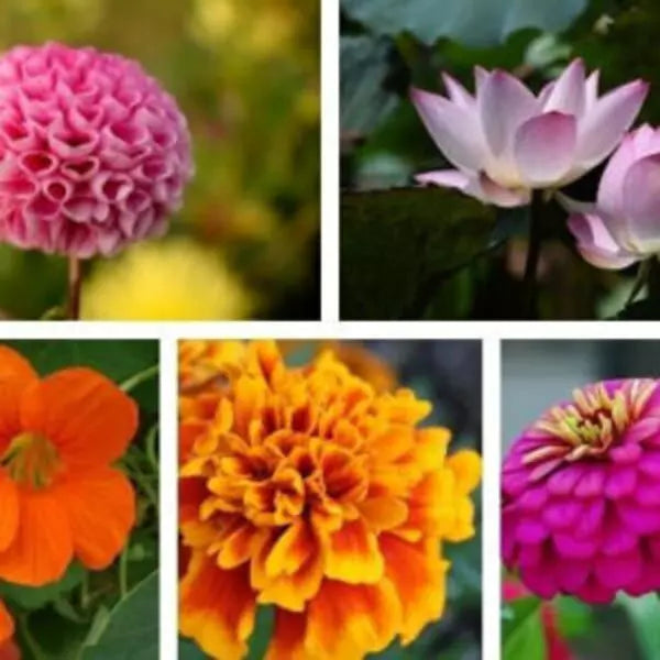 This is an image of collage of 5 different types of flowers. It is a packet of five easy to grow flowers seeds pack.