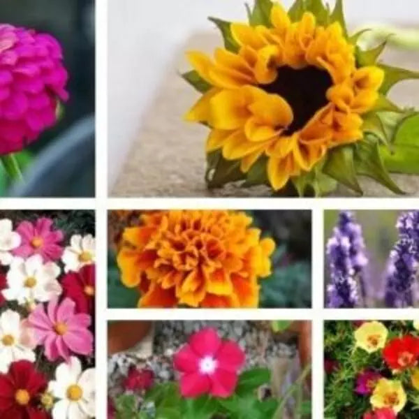 This is an image of collage of seven flowers. Summer Flowers Pack consists of a combo pack of seven different flower seeds.
