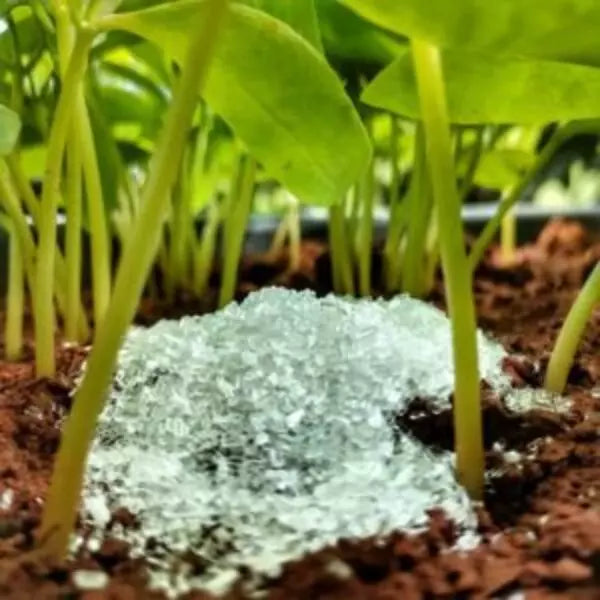 This is an image of white color Epsom Salt for plants kept in soil between small green plants.