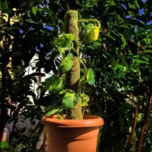 This is an image of finest Moss Stick in a pot placed in a garden with greenery in background.
