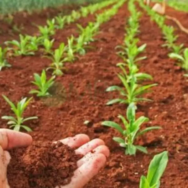 Red soil in a farm.