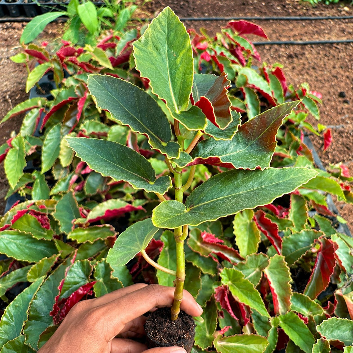 Begonia Angel Wing Plant Sapling (1Pc)